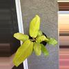 plant/Golden goddess philodendron-0-thumbnail