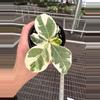 plant/Variegated Fiddle leaf fig “ficus lyrata” 4” pot growers choice-0-thumbnail