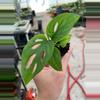 plant/Monstera esqueleto starter plant growers choice-1-thumbnail