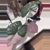 plant/Alocasia Pink Serendipity CORM-0-thumbnail
