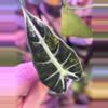 plant/Aurea Alocasia Amazonica-1-thumbnail
