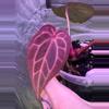 plant/Anthurium Zara Michelle x (Black Widow x Michelle)-0-thumbnail