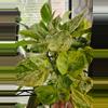 plant/Snow queen pothos 4 node cutting-0-thumbnail