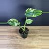 plant/Monstera Mint 3.5” 1797-1-thumbnail