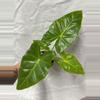plant/Alocasia New Guinea gold-0-thumbnail
