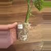 plant/Monstera Adansonii Aurea-1-thumbnail