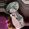 plant/Alocasia Pink Serendipity CORM-3-thumbnail