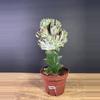 plant/Euphorbia Lactea Cristata/ Mermaid Tail 4” 1792-0-thumbnail