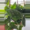 plant/Scindapsus silvery anne 4 node fresh cutting-0-thumbnail