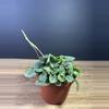 plant/Peperomia Burbella 4”-0-thumbnail