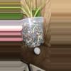 plant/Homalomena Rubescens Splash-2-thumbnail