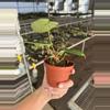 plant/Anthurium Magnificum x crystallinum dark form 4” pot growers choice-6-thumbnail