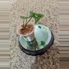 plant/Syngonium NOID baby #184-2-thumbnail