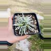 plant/Woolly Senecio Senecio scaposus 5”-0-thumbnail