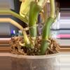 plant/Philodendron Burle Marx var?-7-thumbnail