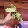 plant/Philodendron Paraiso Verde #0004-0-thumbnail