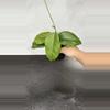 plant/Hoya sp AH032-0-thumbnail