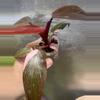plant/Philodendron pink princess💕#0009-2-thumbnail
