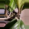 plant/Hoya Viola-2-thumbnail