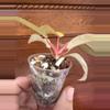 plant/Philodendron Snowdrift-1-thumbnail