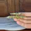 plant/Lip Stick Holder-2-thumbnail