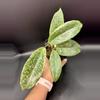 plant/🦄Hoya Incrassata Silver-0-thumbnail