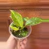 plant/Philodendron Green Congo Nuclear #0006-0-thumbnail