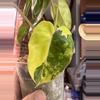plant/Philodendron Burle Marx var?-1-thumbnail