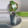plant/Hoya Michele-0-thumbnail