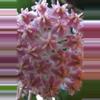 plant/Hoya Erythrostemma Cotton Candy 🍭-3-thumbnail