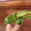 plant/Philodendron Green Congo Nuclear #0006-1-thumbnail