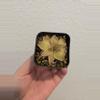 plant/Pinguicula Titan-0-thumbnail