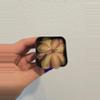 plant/Pinguicula Laueana x Emarginata-0-thumbnail