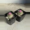plant/Turbinicarpus Graminispinus Hybrid-2-thumbnail