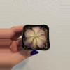 plant/Pinguicula Lilac Lollipop-0-thumbnail