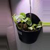 plant/6” golden churchill pothos-0-thumbnail