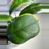 plant/Hoya Viola-3-thumbnail