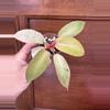 plant/Philodendron Snowdrift-0-thumbnail