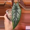 plant/Alocasia Scalprum-2-thumbnail