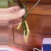 plant/Philodendron Mayoi. Rooted top cut.-3-thumbnail