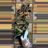 plant/#250 Rosita-0-thumbnail