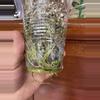 plant/Alocasia Scalprum-6-thumbnail