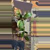 plant/#248 Lacunosa Agni (Reverted)-0-thumbnail
