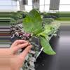 plant/Tahitian Spotted Sun Hibiscus starter plant growers choice-0-thumbnail