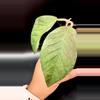 plant/🦄 Hoya Dragon Egg 🐉 #894-1-thumbnail