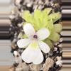 plant/Pinguicula Gracilis-2-thumbnail