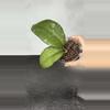 plant/Hoya AH Cereen-0-thumbnail