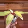 plant/Philodendron Snowdrift-2-thumbnail