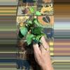 plant/#242 Lacunisa My Little Runaway-0-thumbnail