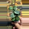 plant/#252 Mathilde Super Splash-0-thumbnail